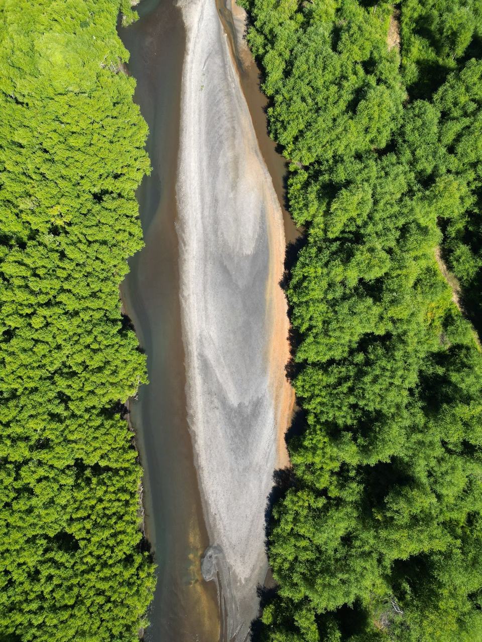 El río y el bosque nativo vistos desde el aire