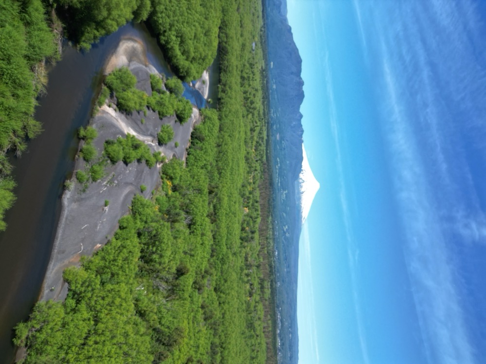 Bosque nativo junto al glamping